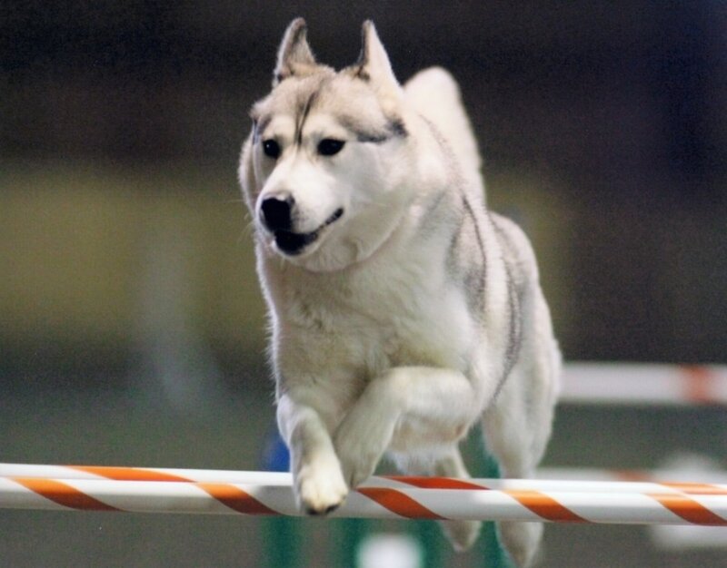 Husky Jumping Hurdle