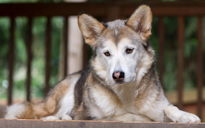 Husky-like Dog Resting