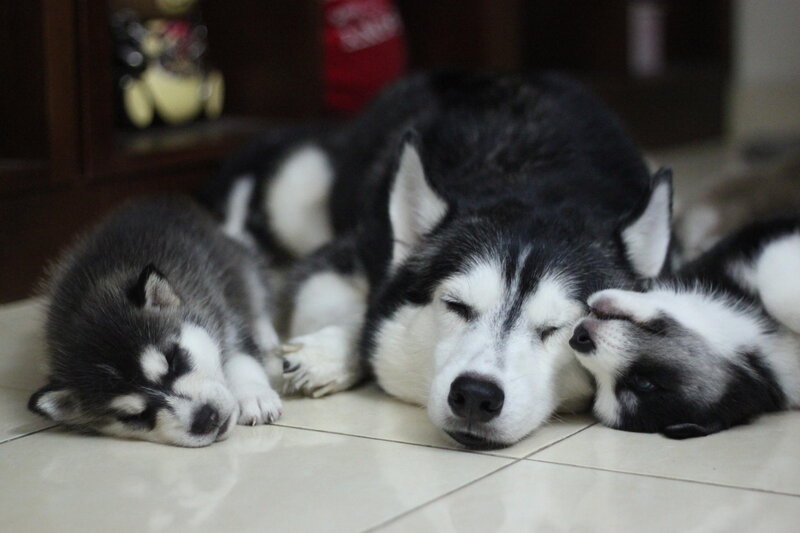 Husky Mother and Puppies