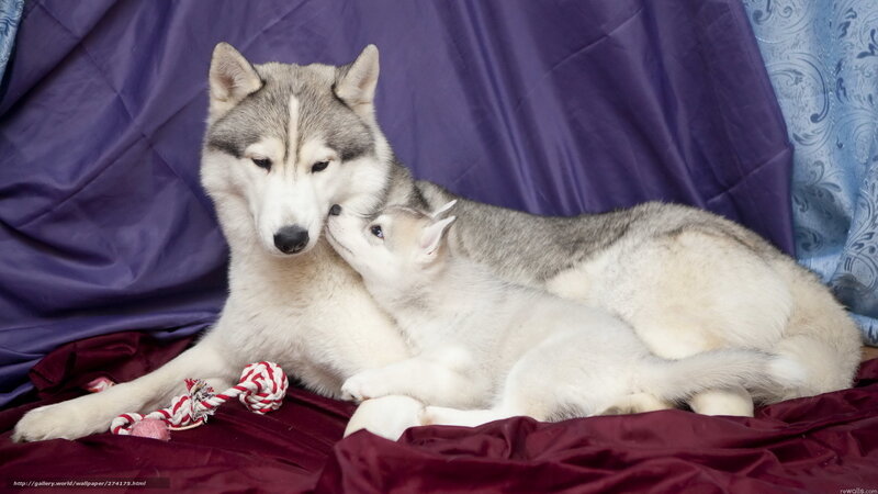 Husky Mother and Puppy — Purple, Calm, Photograph