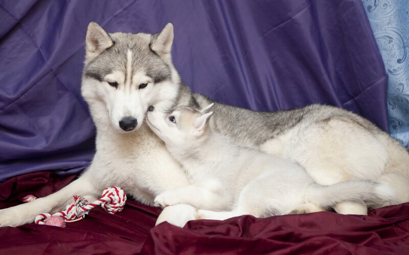 Husky Mother and Puppy — Purple, Calm