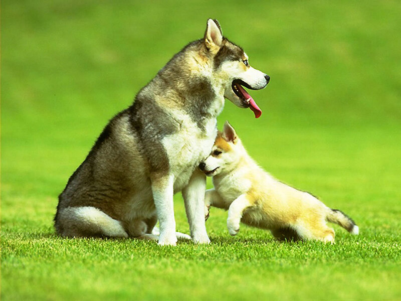 Husky Mother and Puppy