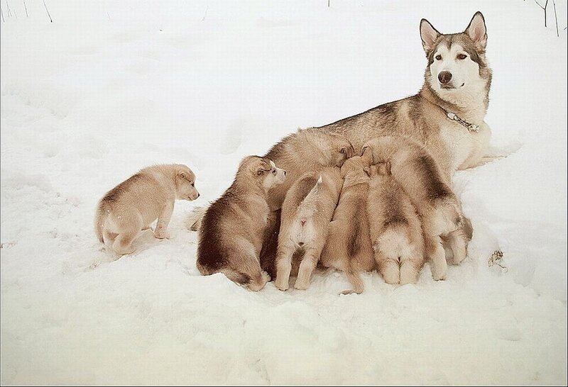 Husky Mother Nursing Puppies