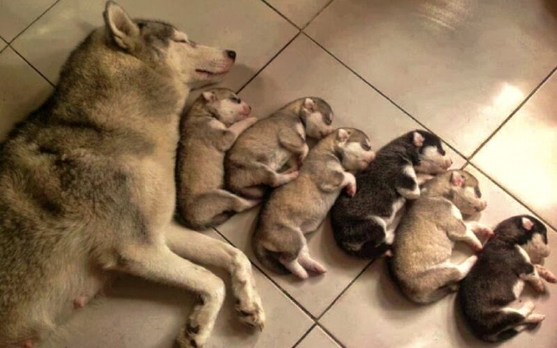 Husky Mother with Puppies — Gray