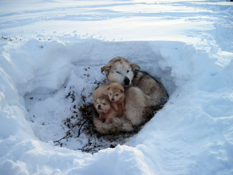 Husky Mother with Puppies