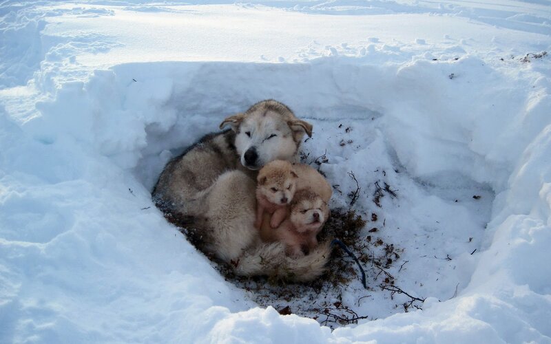 Husky Mother with Puppies — White