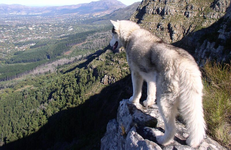 Husky on a Cliff