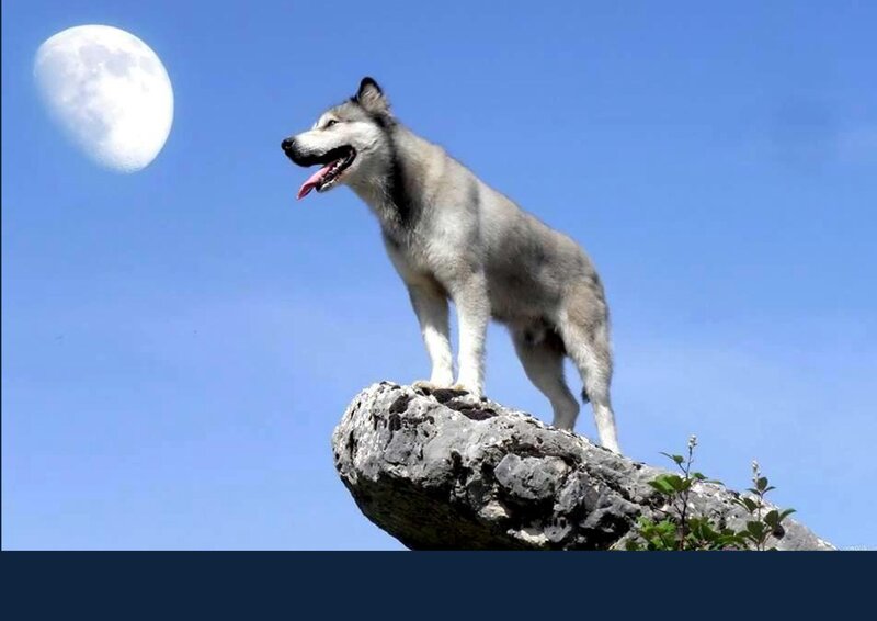 Husky on a Rock — Blue