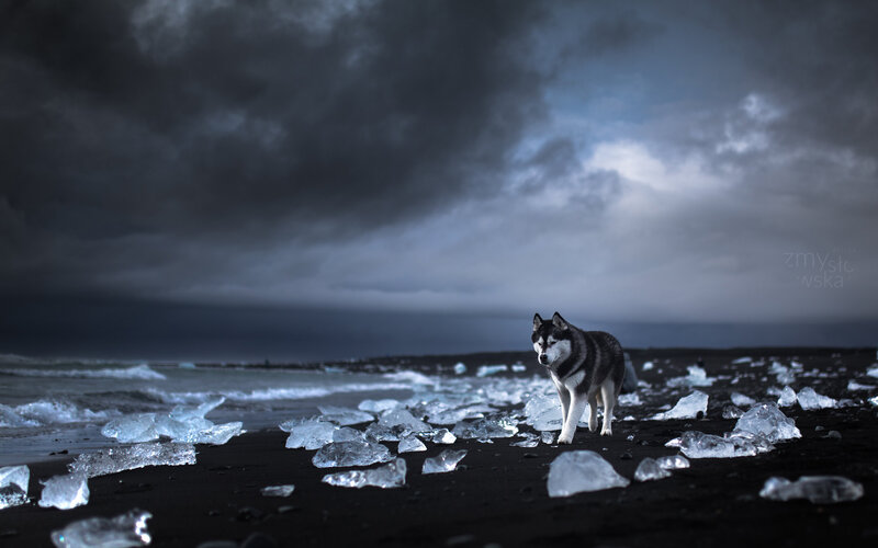 Husky on Black Beach