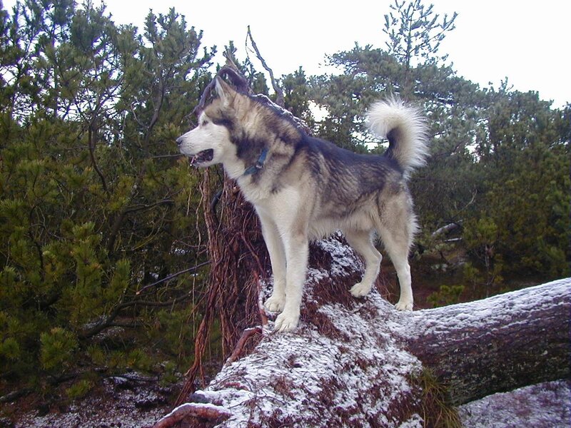 Husky on Fallen Log