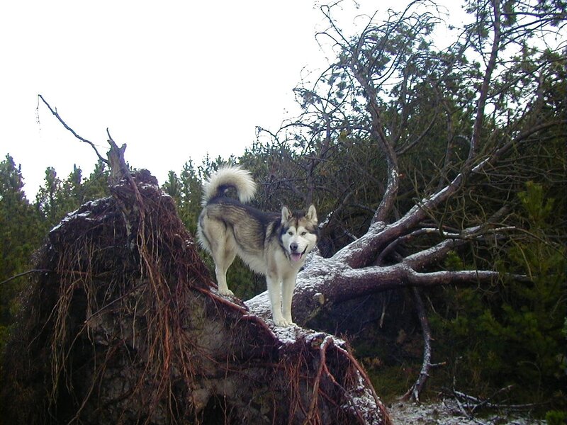 Husky on Fallen Tree