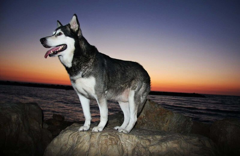 Husky on Rocks