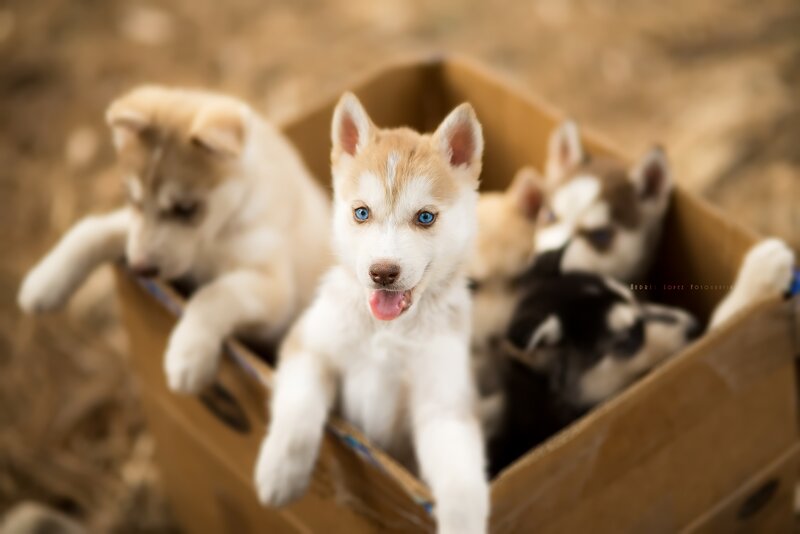 Husky Puppies in Box