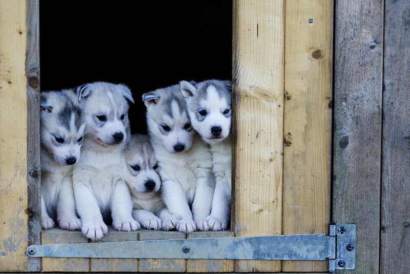 Husky Puppies in Coop