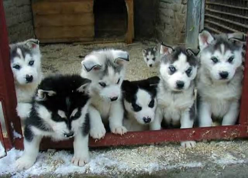 Husky Puppies in Enclosure