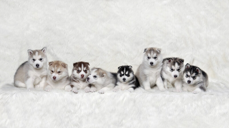 Husky Puppies in Row