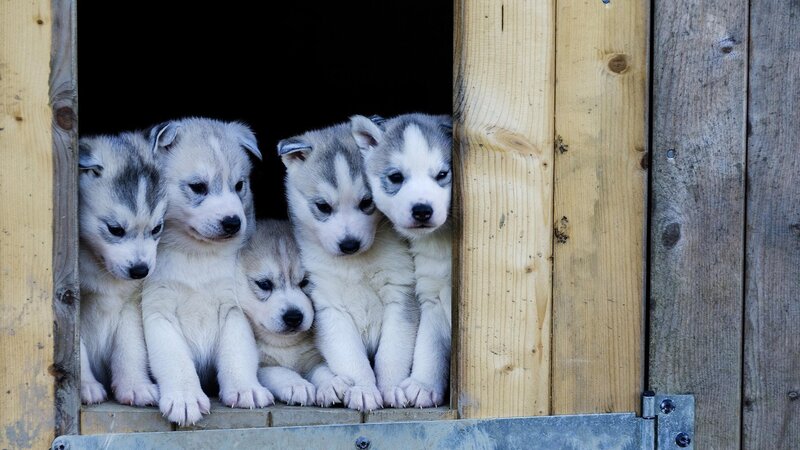 Husky Puppies in Shelter