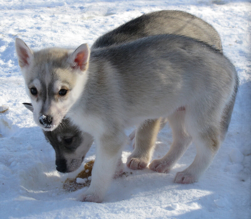 Husky Puppies in Snow