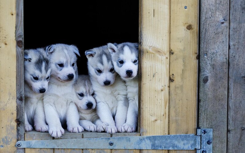 Husky Puppies in Window