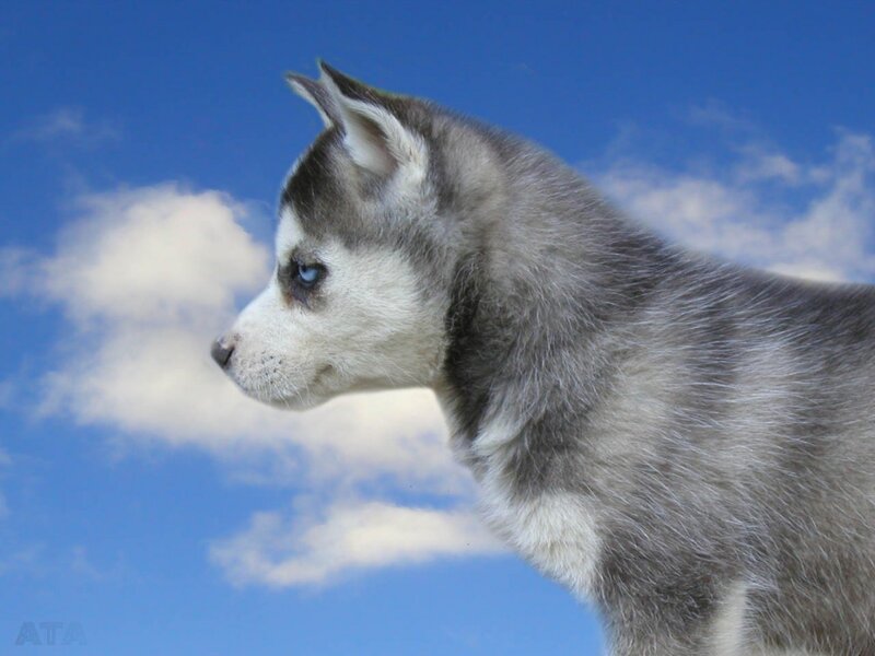 Husky puppy against blue sky
