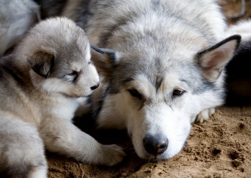 Husky Puppy and Adult Dog — Gray