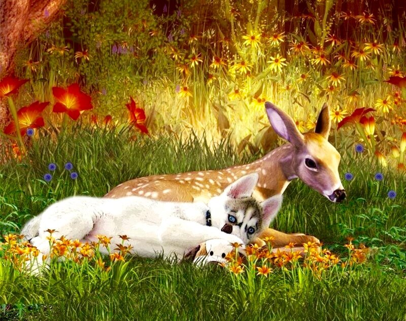 Husky Puppy and Fawn