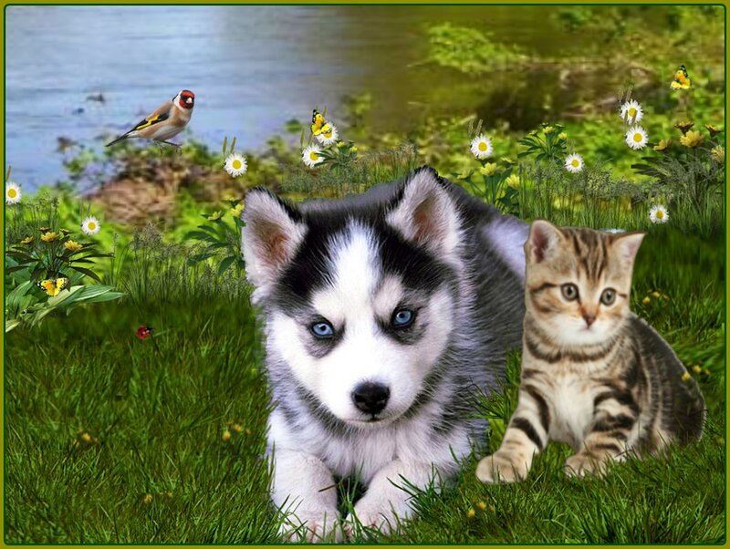 Husky Puppy and Kitten — Green