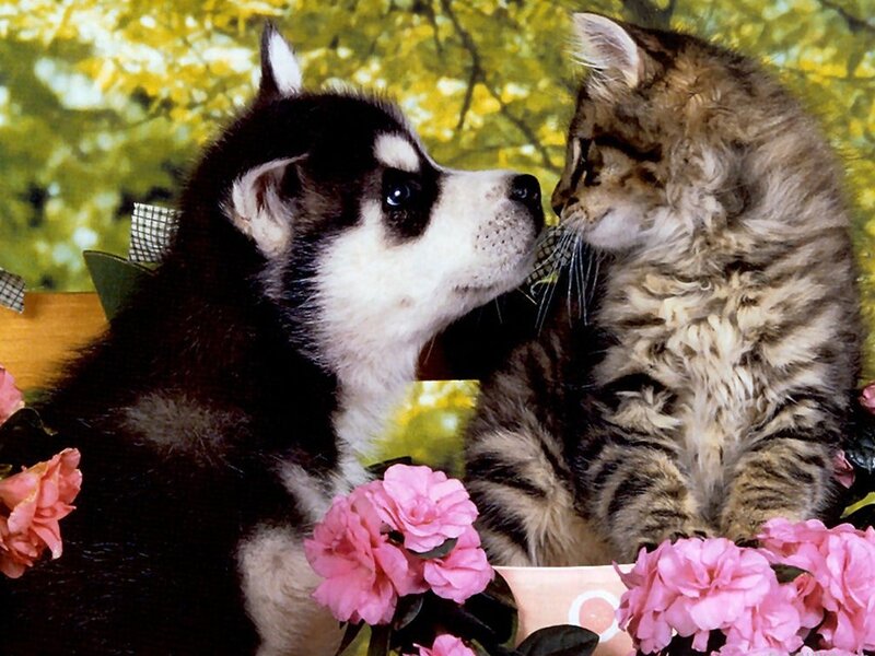 Husky Puppy and Kitten — Pink, Calm
