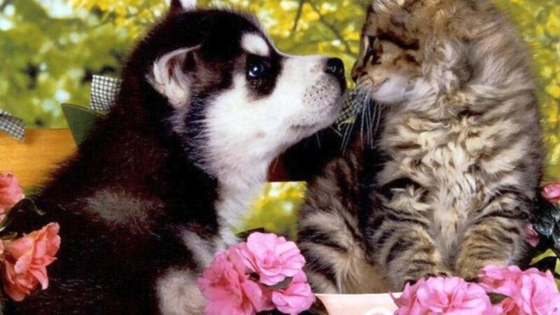 Husky Puppy and Kitten — Pink, Peaceful