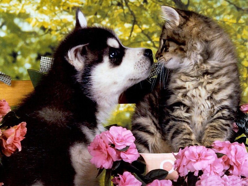 Husky Puppy and Kitten — Pink