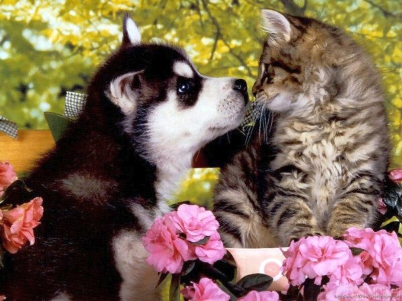 Husky Puppy and Kitten