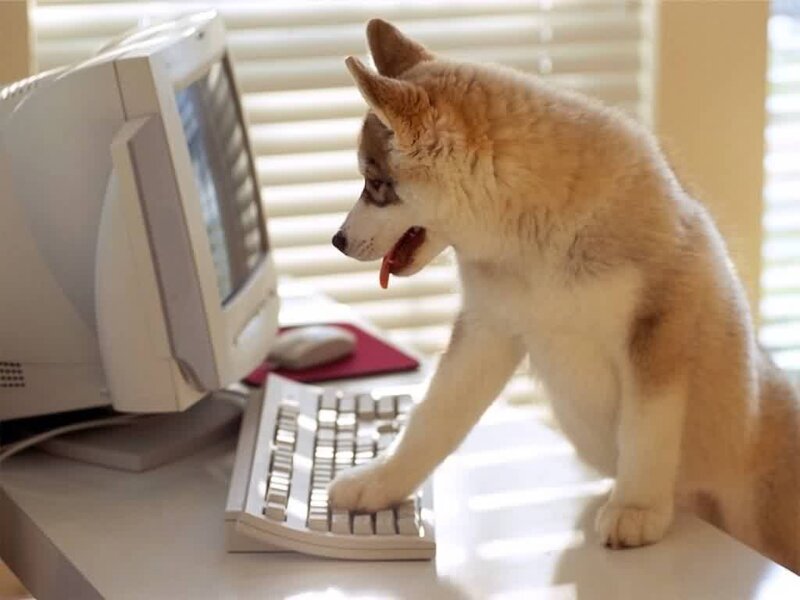 Husky Puppy at Computer