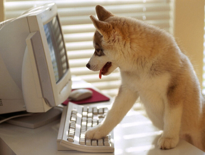 Husky Puppy at Computer — White, Curious