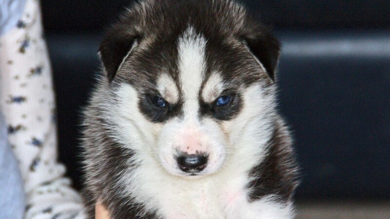 Husky Puppy — Black, Calm, Photograph