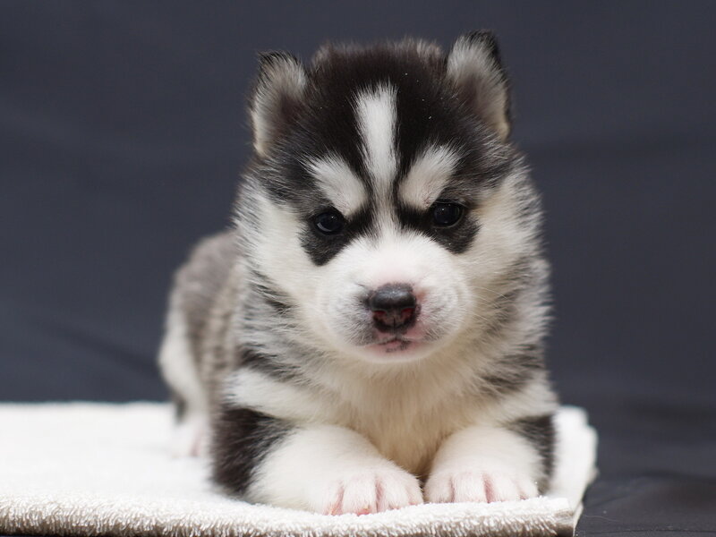 Husky Puppy — Black, Calm
