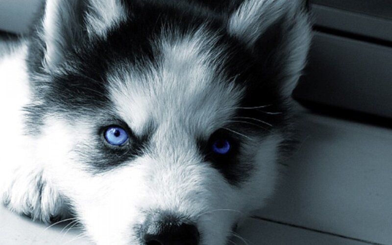 Husky Puppy — Black