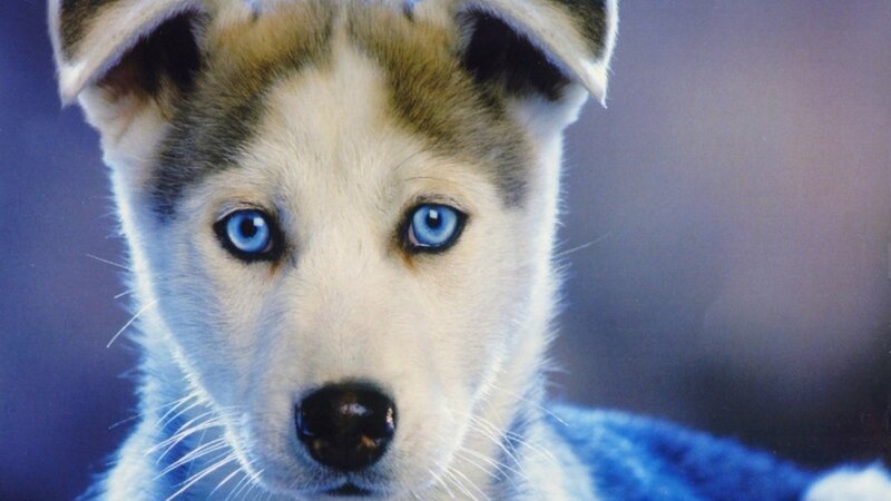 Husky Puppy — Blue, Calm