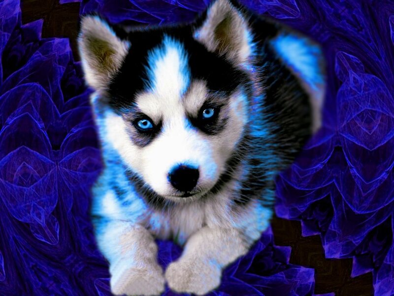 Husky Puppy — Blue, Dramatic