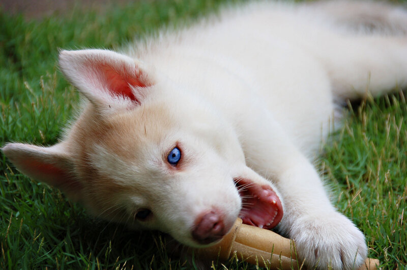 Husky Puppy Chewing