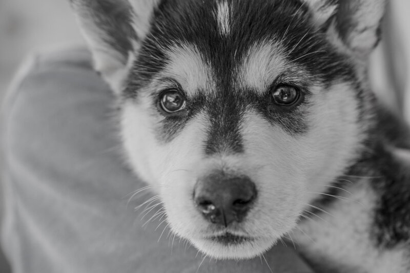Husky Puppy Face