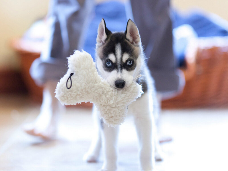 Husky Puppy Holding Toy