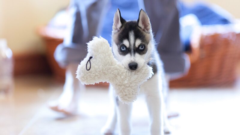 Husky Puppy Holding Toy — White