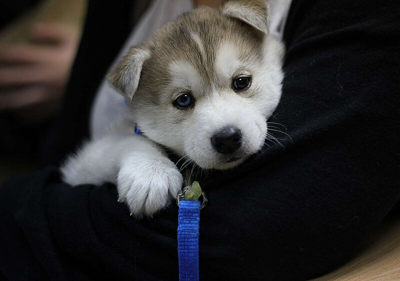 Husky Puppy in Arms — Black