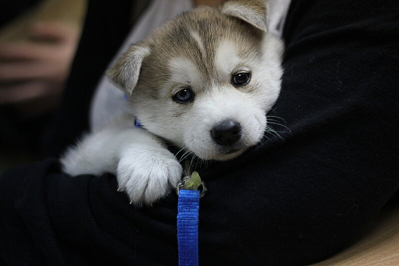 Husky Puppy in Arms