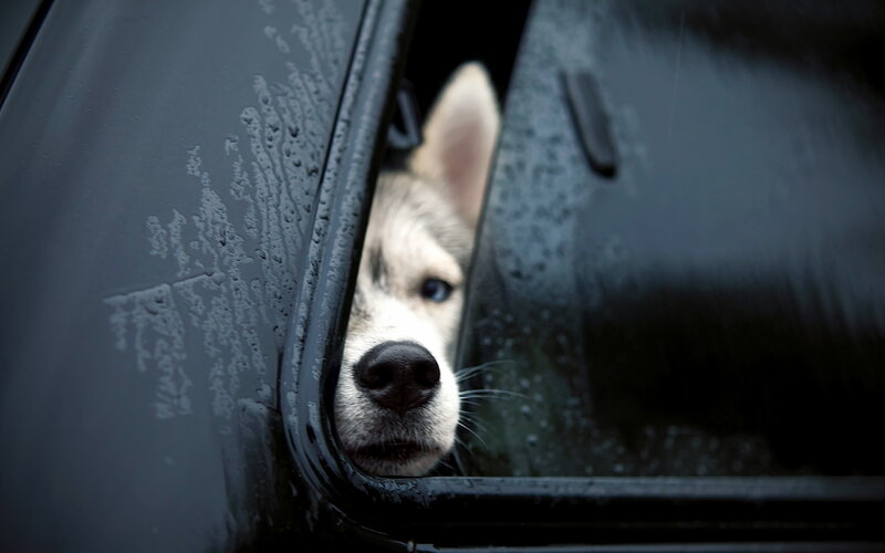 Husky Puppy in Car