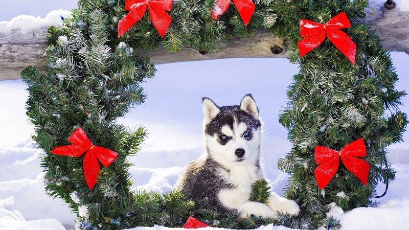 Husky puppy in Christmas wreath