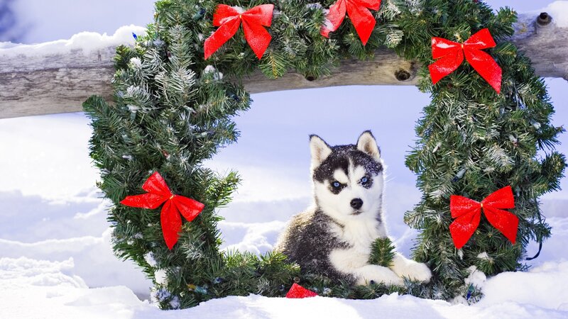 Husky puppy in Christmas wreath
