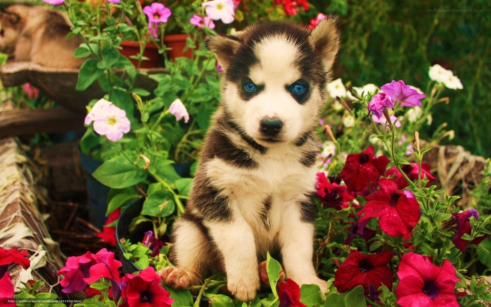Husky puppy in flowers