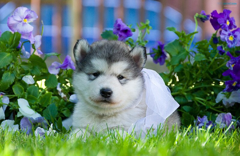 Husky Puppy in Flowers — Green