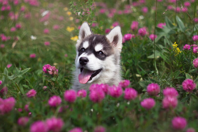 Husky Puppy in Flowers — Pink